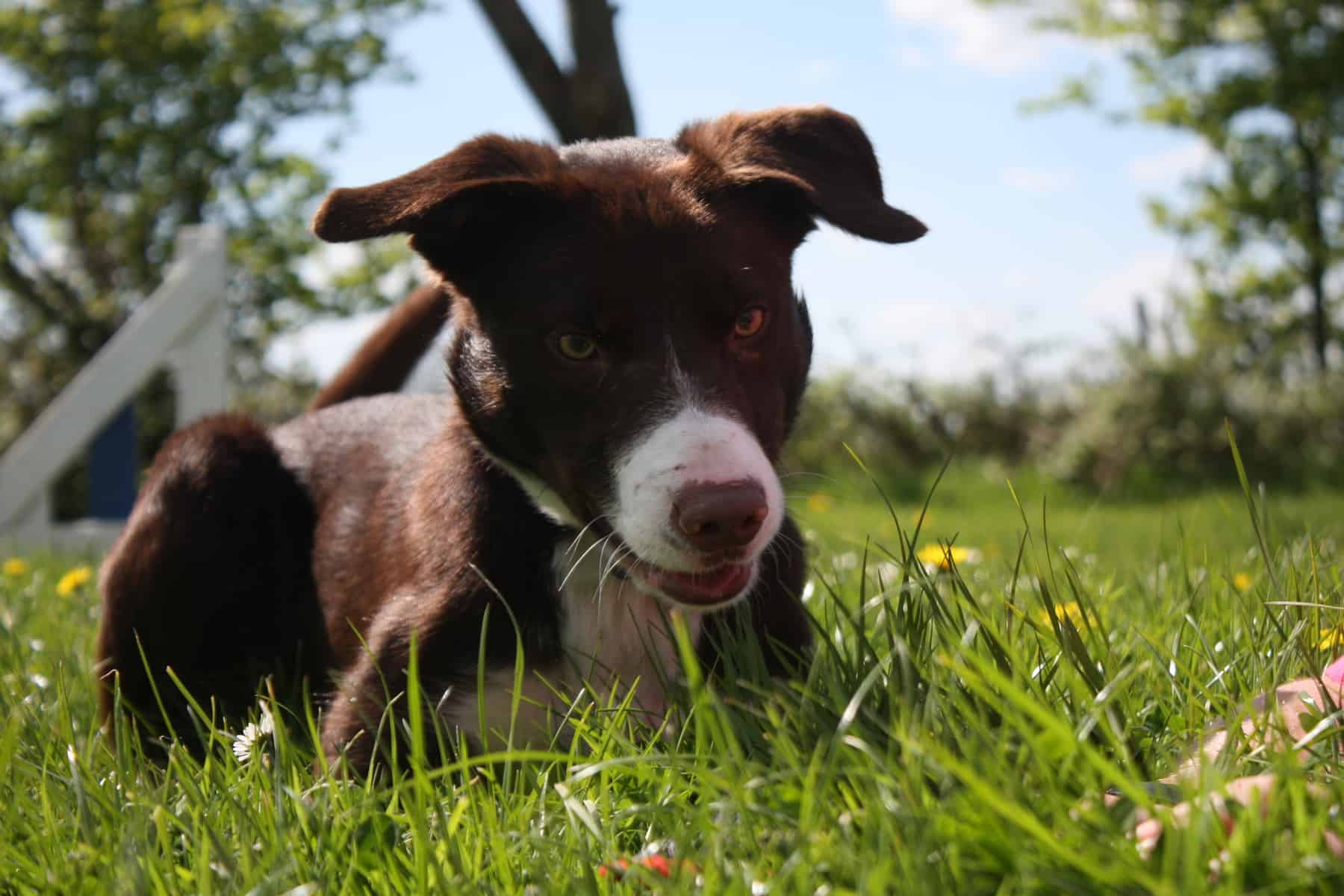 a chocolate and white/red and white smooth coat Border Collie