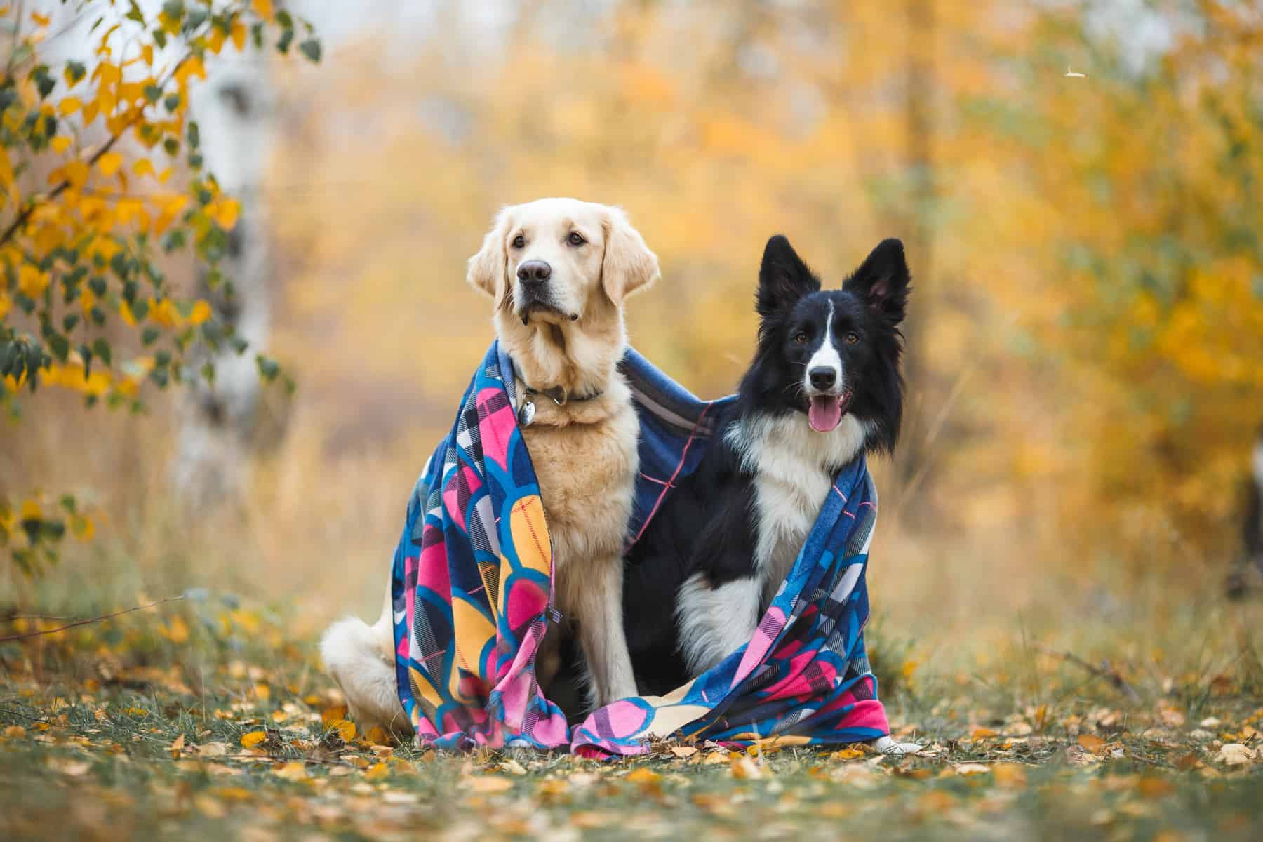 A Golden Retriever and a Border Collie wrapped in a blanket together