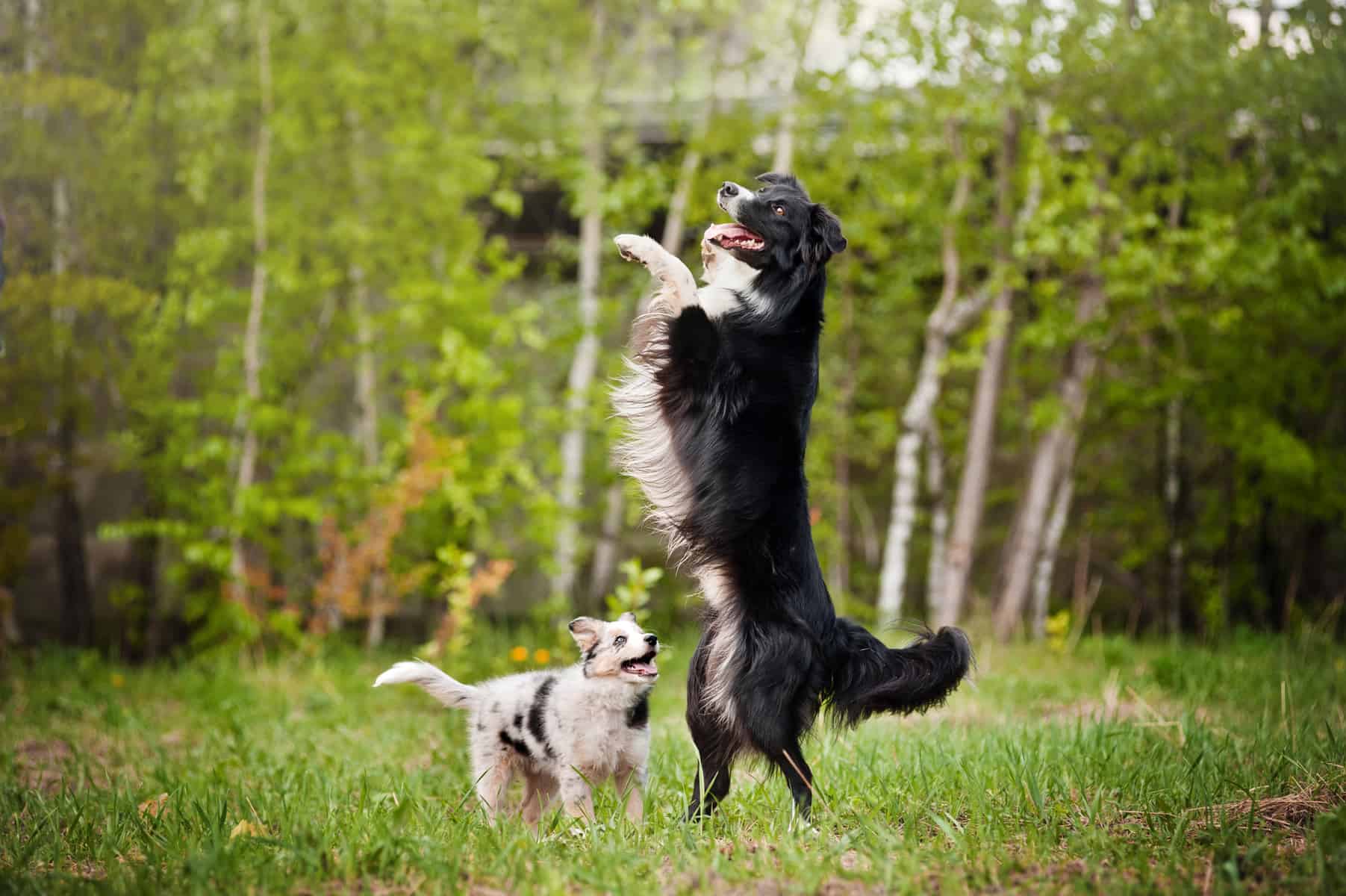 a young Border Collie and an older Border Collie
