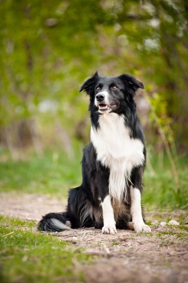 A young, black and white Border Collie