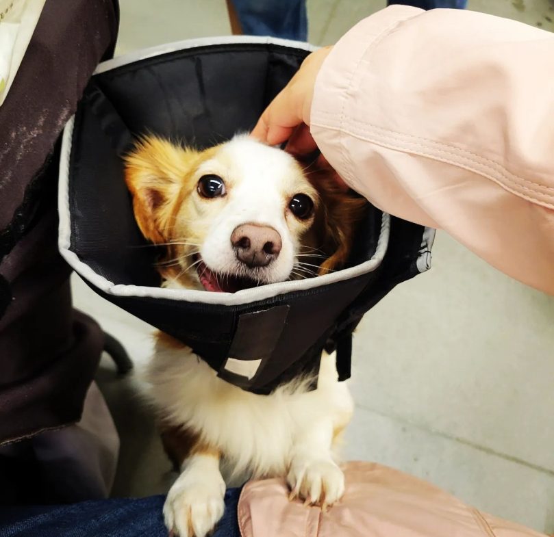 Adopt Borgi