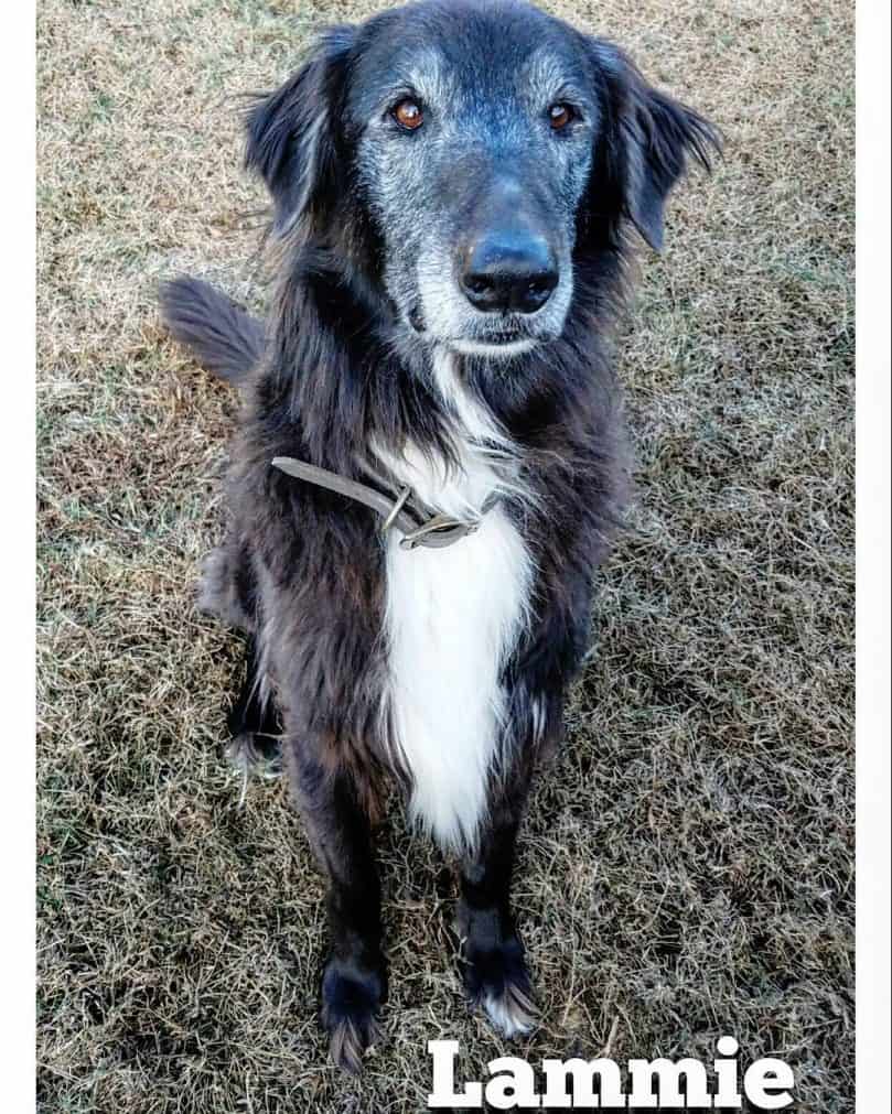 Afghan Hound and Border Collie mix (Afghan Collie)