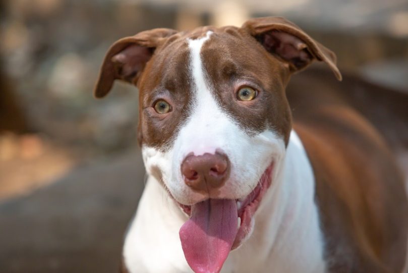 American Pit Bull Terrier