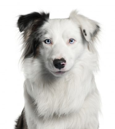 an adult white Border Collie with a few colors and blue eyes