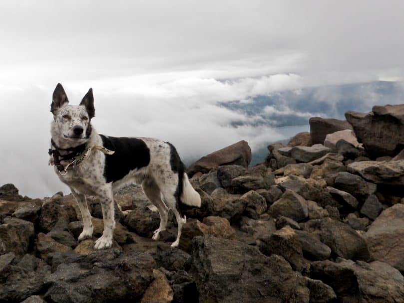 Blue Heeler and Border Collie mix (Border Heeler)