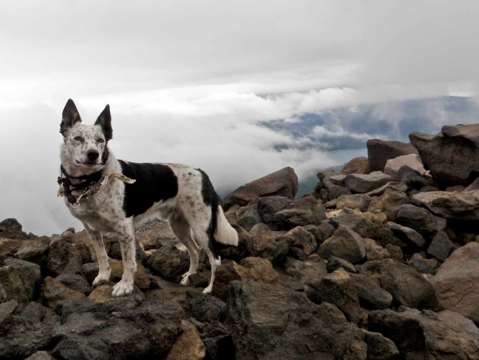 Blue Heeler Border Collie mix outside, hiking