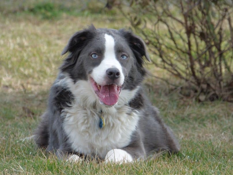 Border Collie and Australian Shepherd mix (Border Aussie)