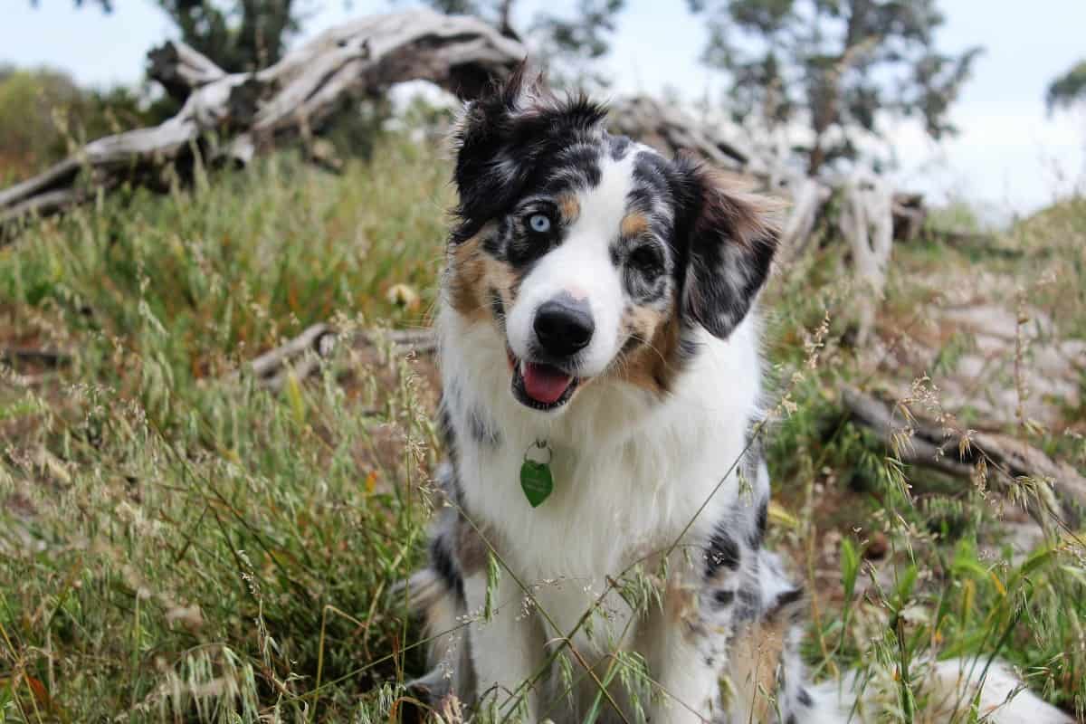 Border Aussie with heterochromia