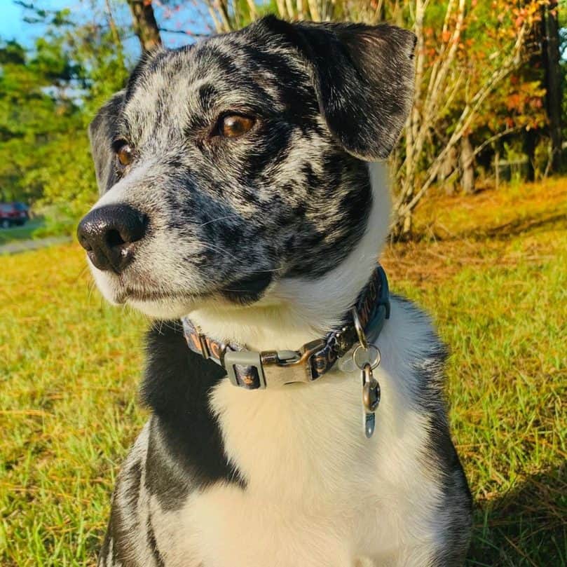 Beagle and Border Collie mix (Border Beagle)