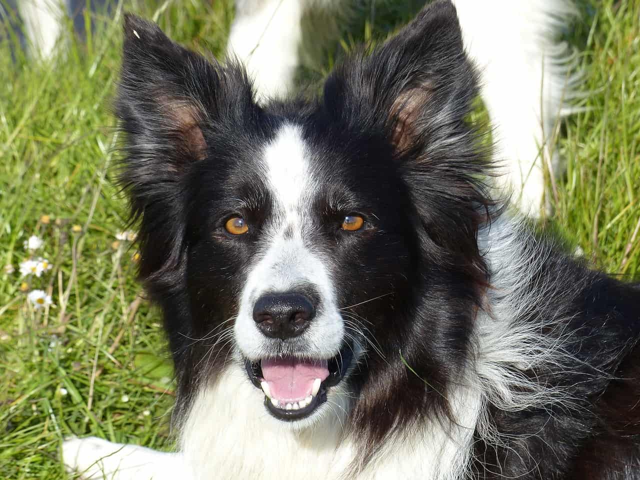 A close-up photo of a black and white Border Collie