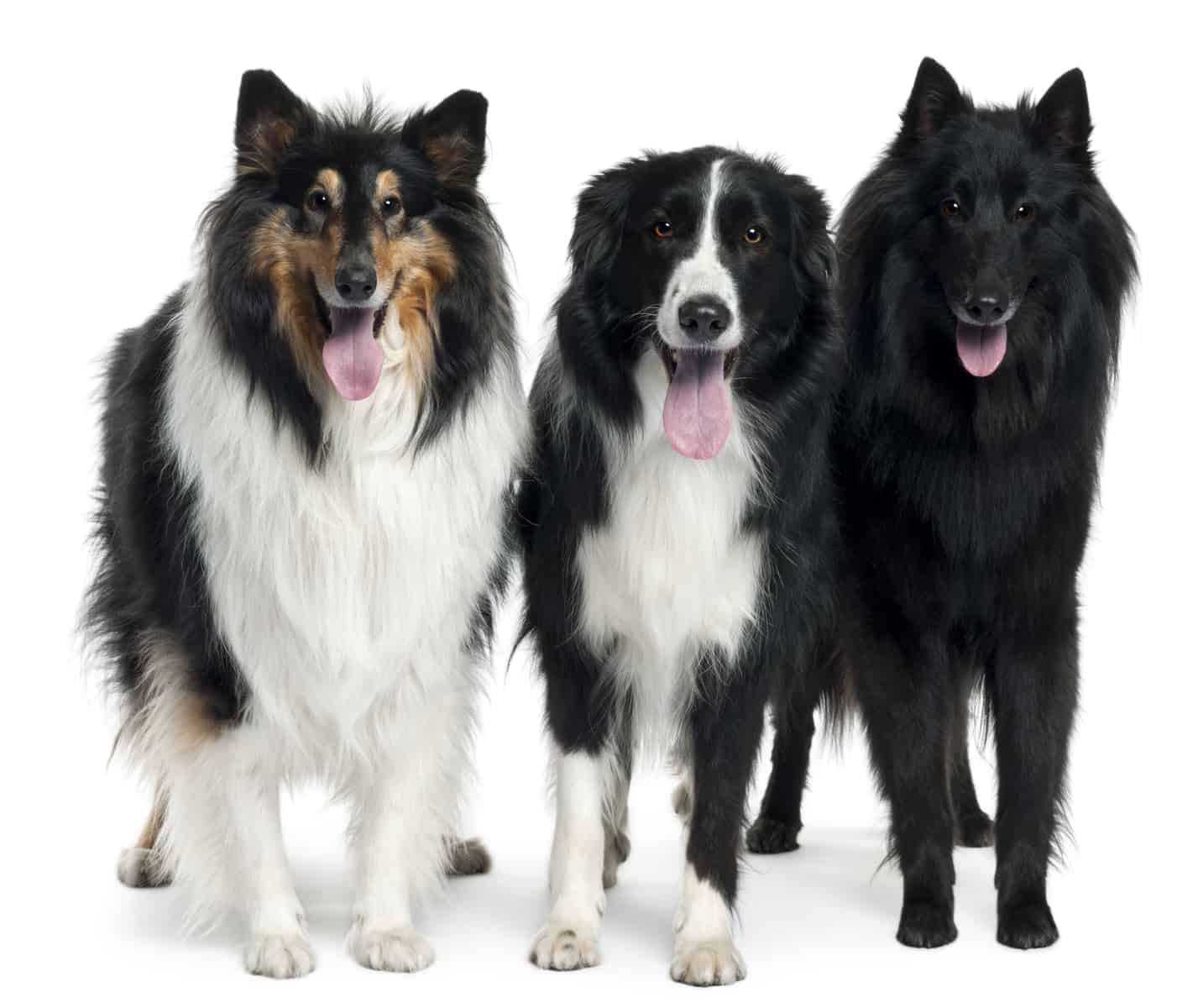 A tricolor Collie, a Border Collie, and another Collie