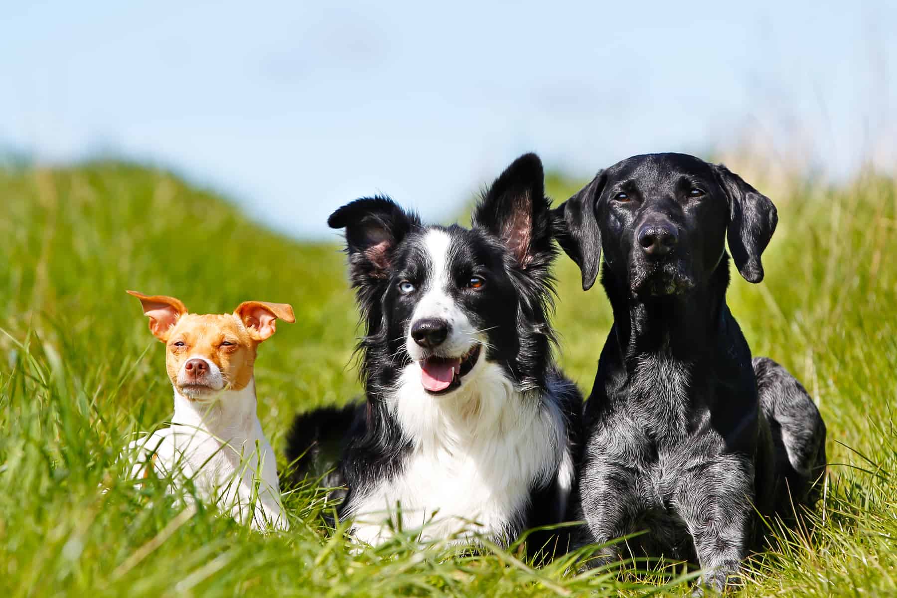 A Border Collie and 2 other dogs