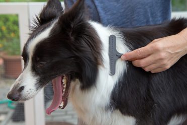 A Border Collie yawning while being brushed
