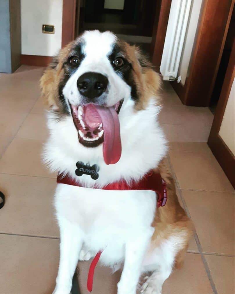 Saint Bernard and Border Collie mix (Border Collie Bernard)