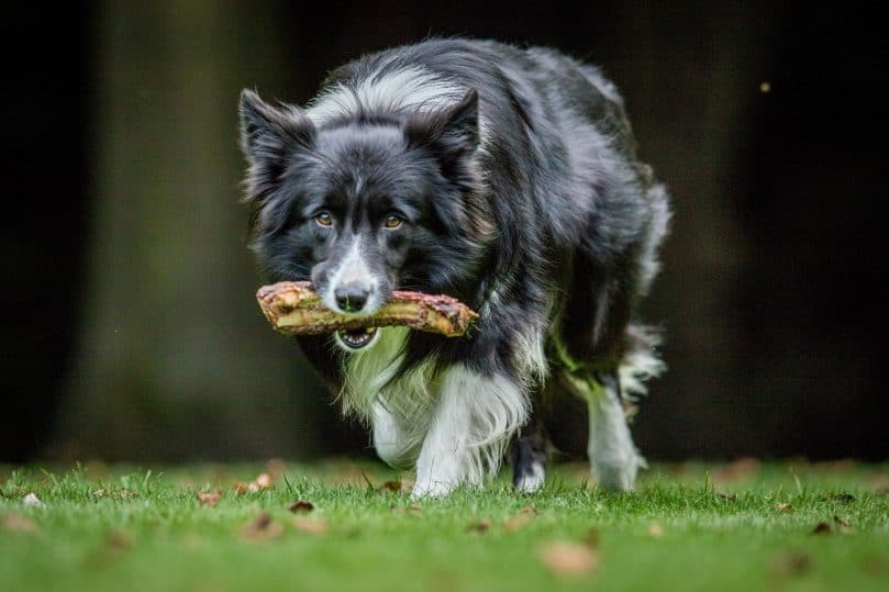 A black and white Border Collie adult carrying a meaty bone as his dog food