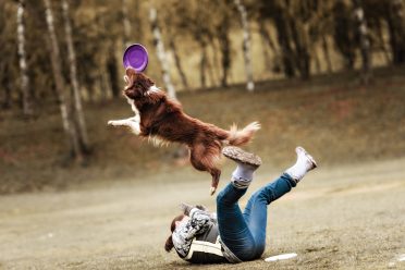 Red and white Border Collie catching a frisbee while jumping over its owner