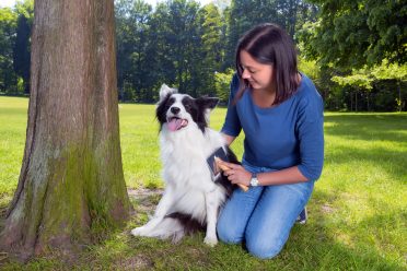 Border Collie groomed at the park by its owner to shed hair outside