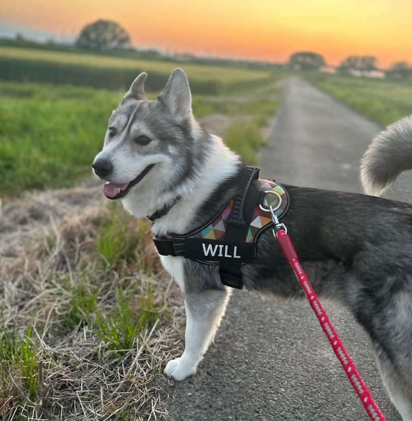 Border Husky appearance