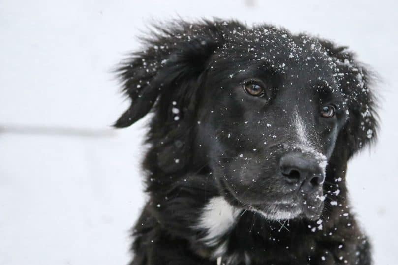 Labrador Retriever and Border Collie mix (Borador)