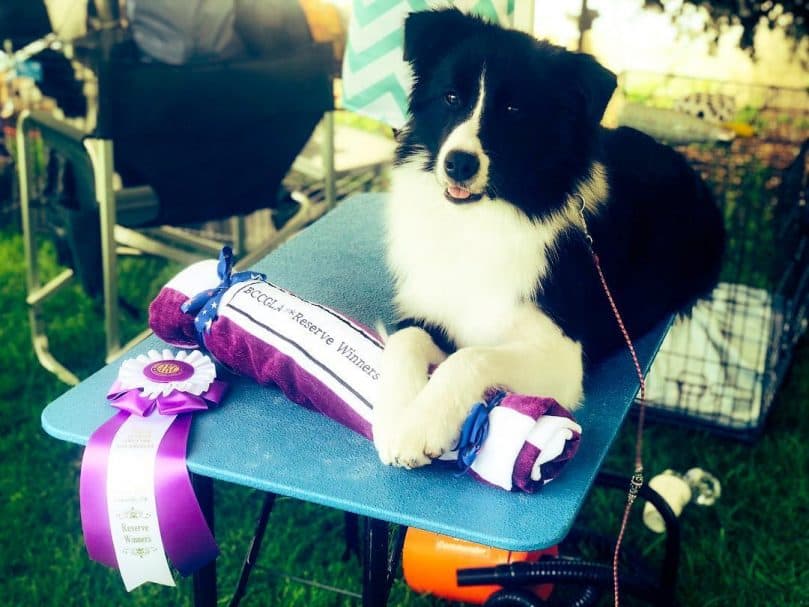 A Border Collie on a grooming table after getting an award on a dog show