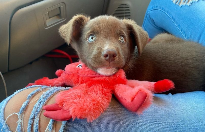Border Collie Pit Mix puppy price
