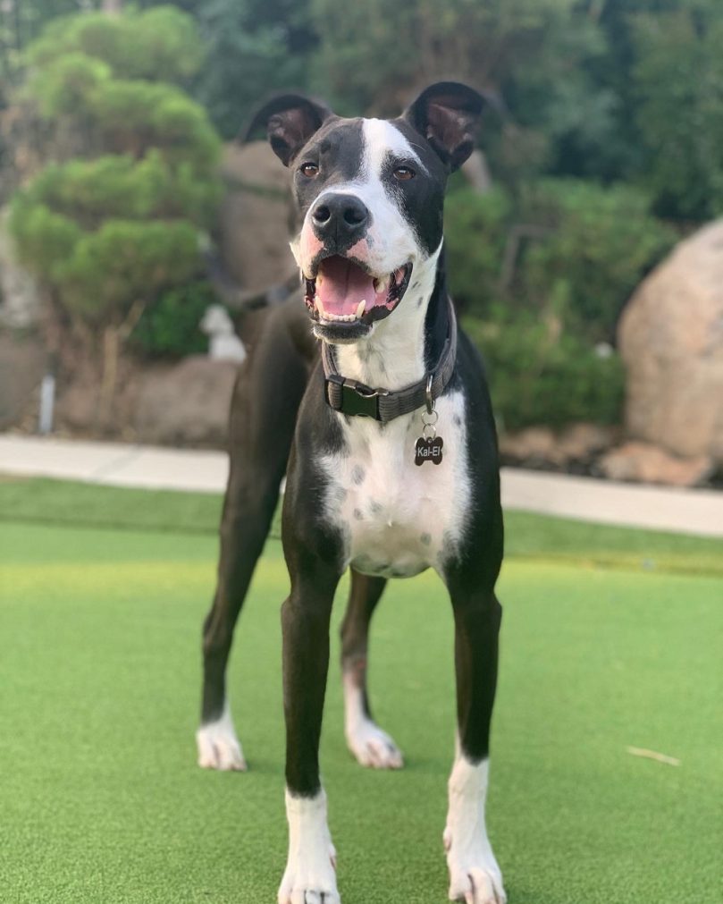 Border Collie Pitbull mix appearance