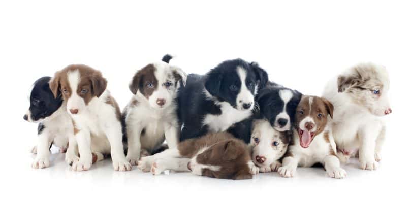 A portrait of different-colored Border Collie puppies