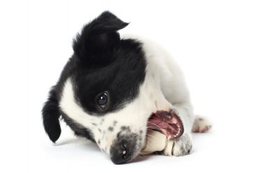 Black and white Border Collie puppy with a bone