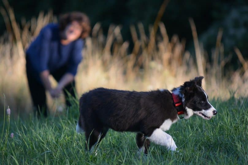 A Border Collie puppy playing in the grass while breeder watches