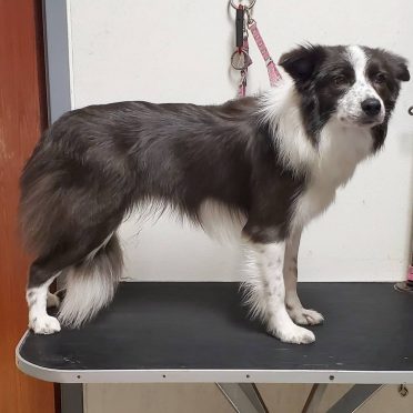 A black and white Border Collie standing up on a grooming table