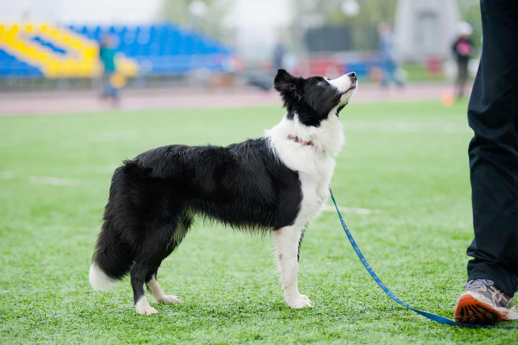 Border Collie dog standing beside its owner