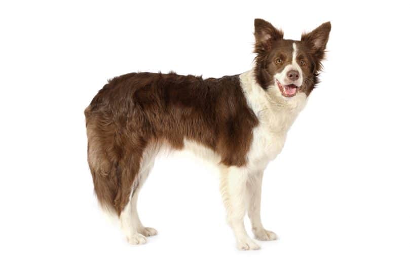 Border Collie with brown and white-colored coat on a white background