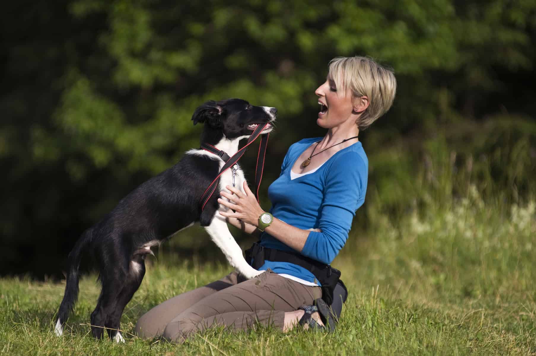 Border Collie on a leash with its owner wearing a treat pouch