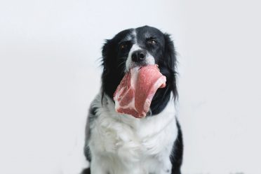 Border Collie with a raw meat in his mouth as his dog food