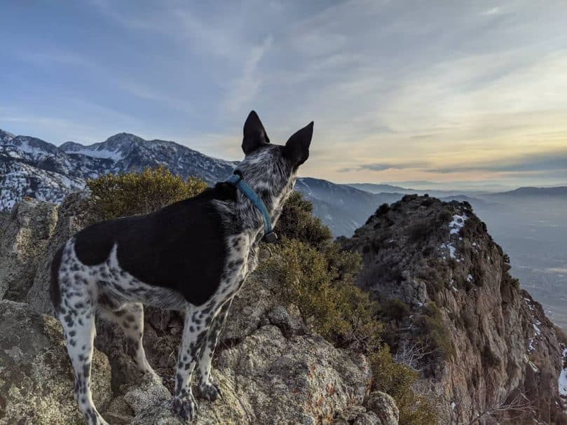 a Border Heeler looking at the view