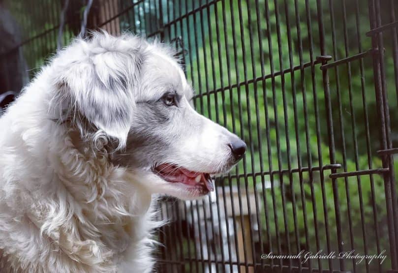 Newfoundland and Border Collie mix (Border Newfie)
