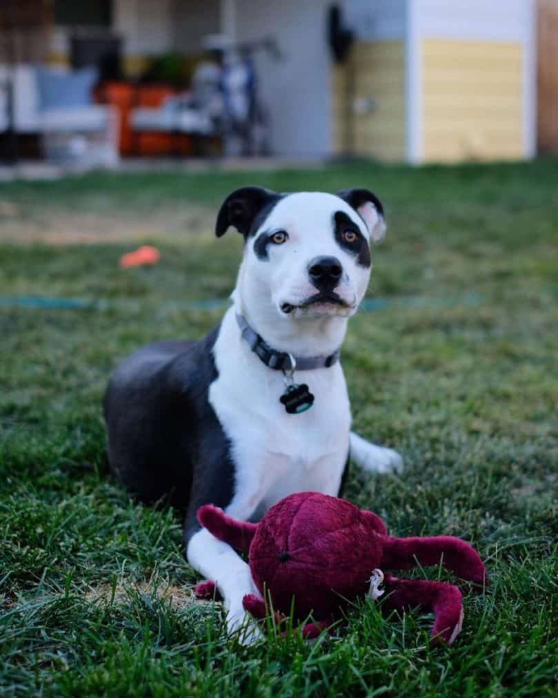 Pitbull and Border Collie mix (Border Pit)