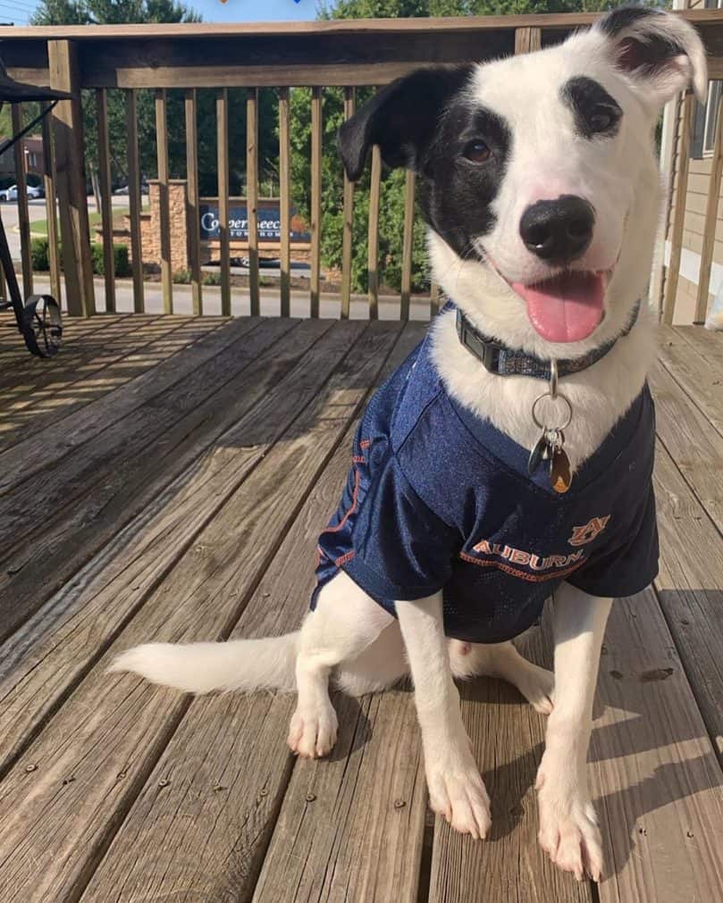 Pointer and Border Collie mix (Border Pointer)