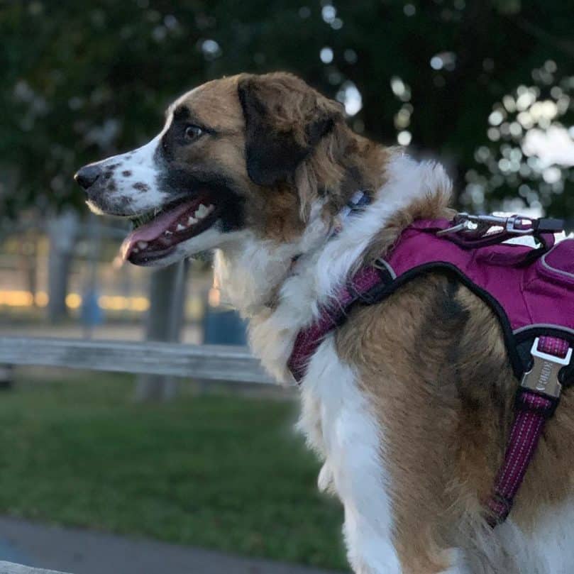 Great Pyrenees and Border Collie mix (Border Pyrenees)