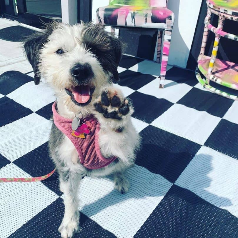 Schnauzer Border Collie mix (Border Schnollie)