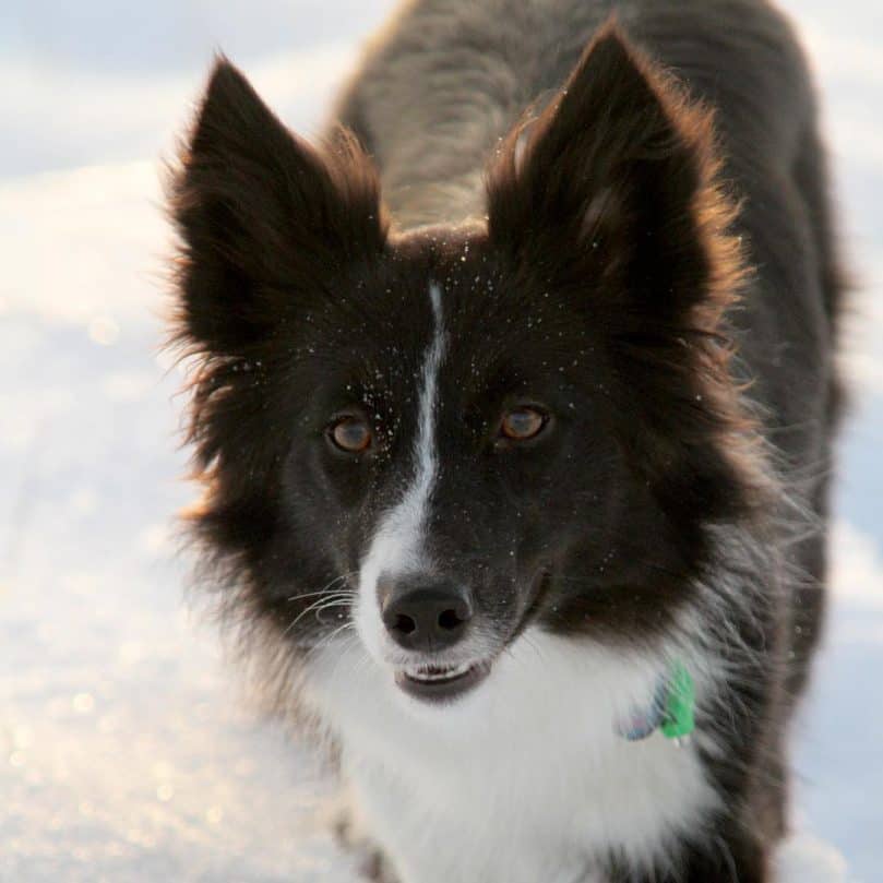 Shetland Sheepdog and Border Collie mix (Border Sheltie)