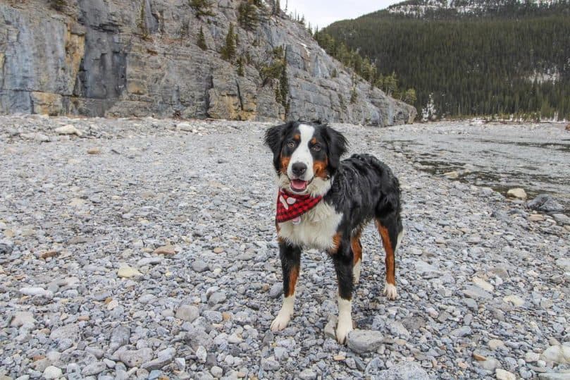 Bernese Mountain Dog and Border Collie mix (Bordernese)