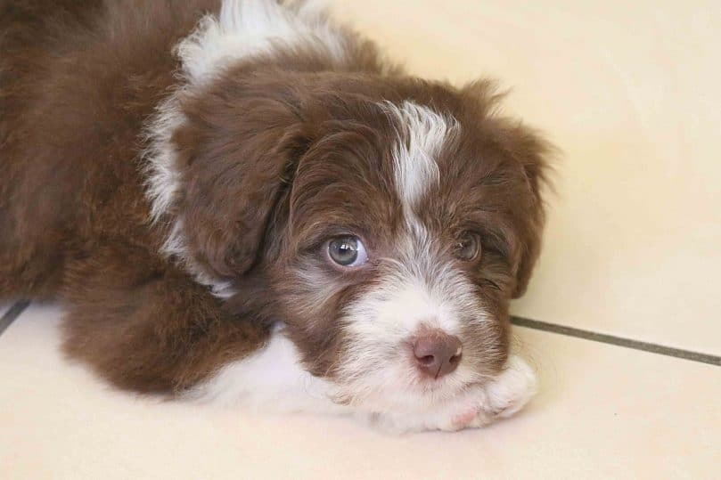 Border Collie and Poodle mix (Borderdoodle/Bordoodle)