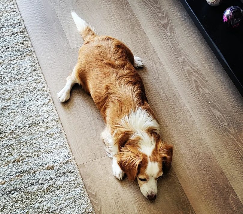 Borgi Health Issues