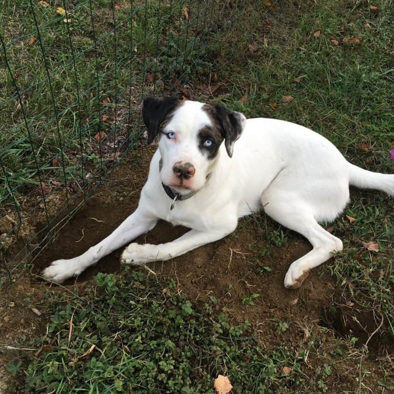 Boxer and Border Collie mix (Boxollie)