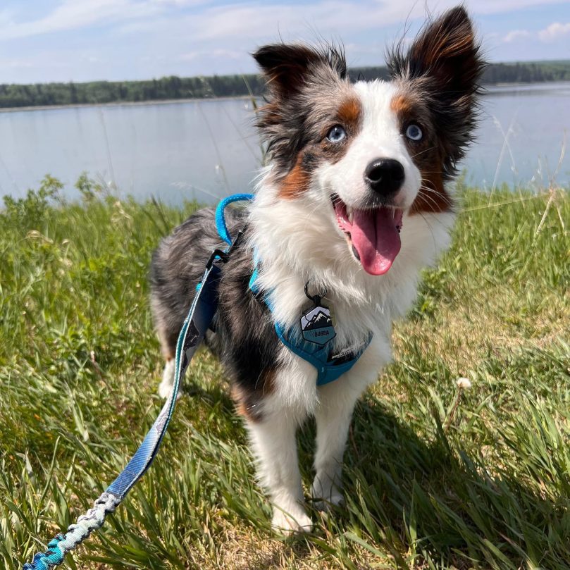 Caring your Toy Aussie