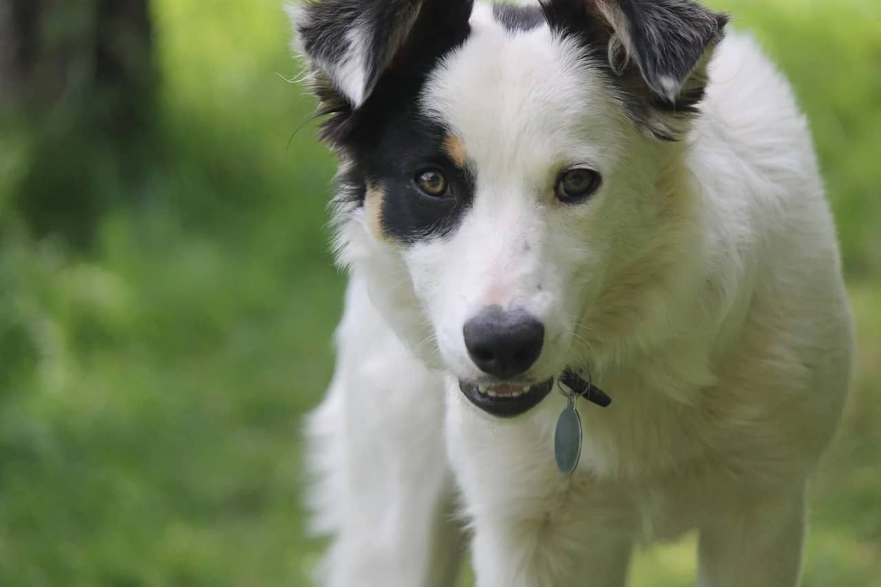Color-headed white Border Collie