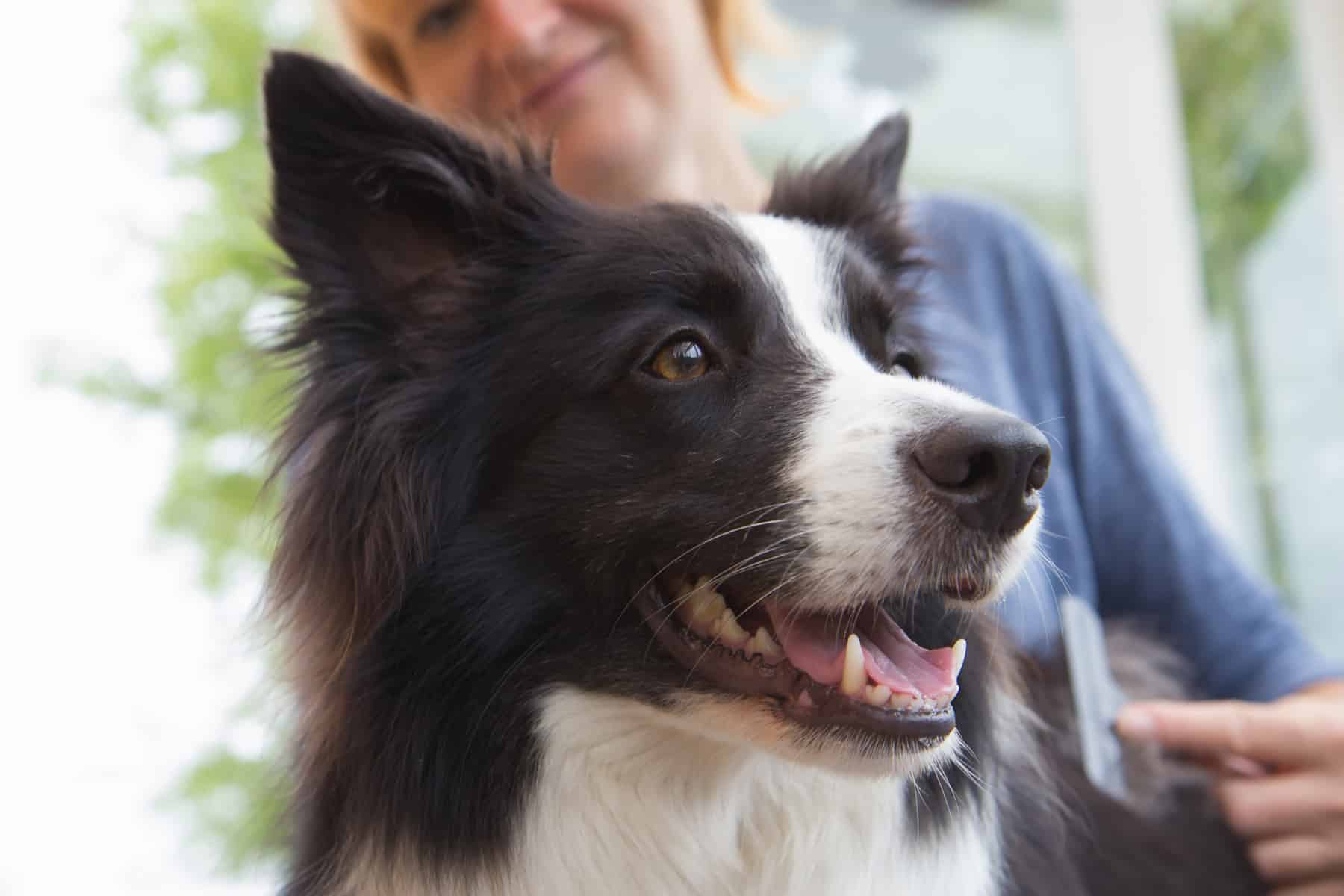 An owner dealing with her Border Collie's shedding