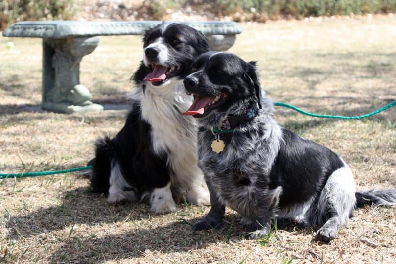 Corgi and Border Collie mix (Borgi)