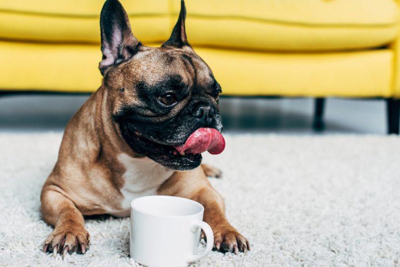Cute coffee dog names